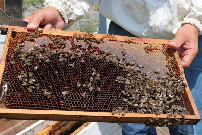 Zonguldak’ta Bal Üretimi 300 Tondan 30 Tona Düştü