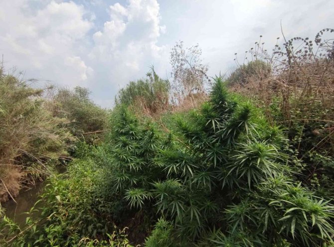 Tire’de 67 Kök Kenevir Ele Geçirildi