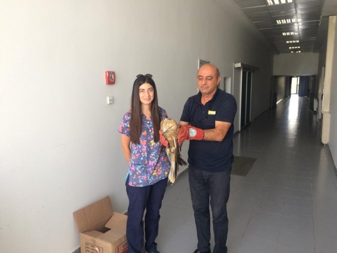 Yaralı Şahine Yardım Eli