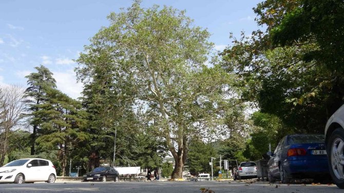 Yol Ortasında Kalan Asırlık Çınar Şehrin Sembolü Haline Geldi
