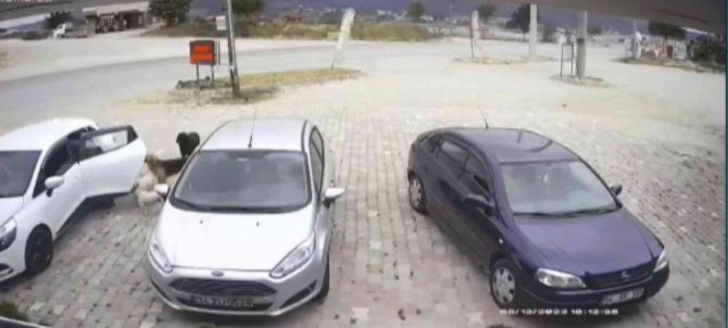 Şaşkına Çeviren Köpek Hırsızlığı
