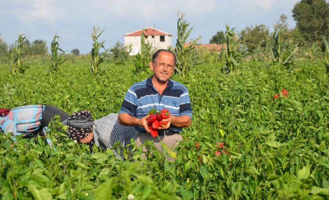 Bafra Ovası’nda Kapya Biber Üreticinin Yüzünü Güldürüyor