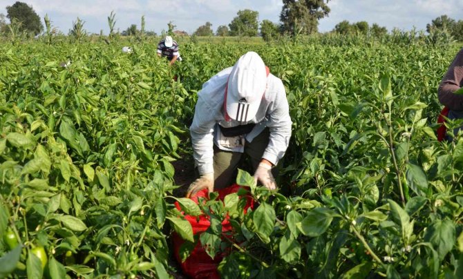 Bafra Ovası’nda Kapya Biber Üreticinin Yüzünü Güldürüyor