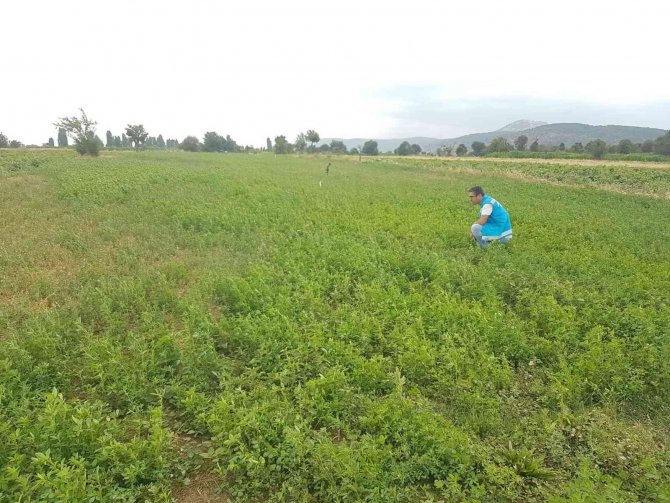 Şaphane’de Yem Bitkileri Saha Kontrolleri