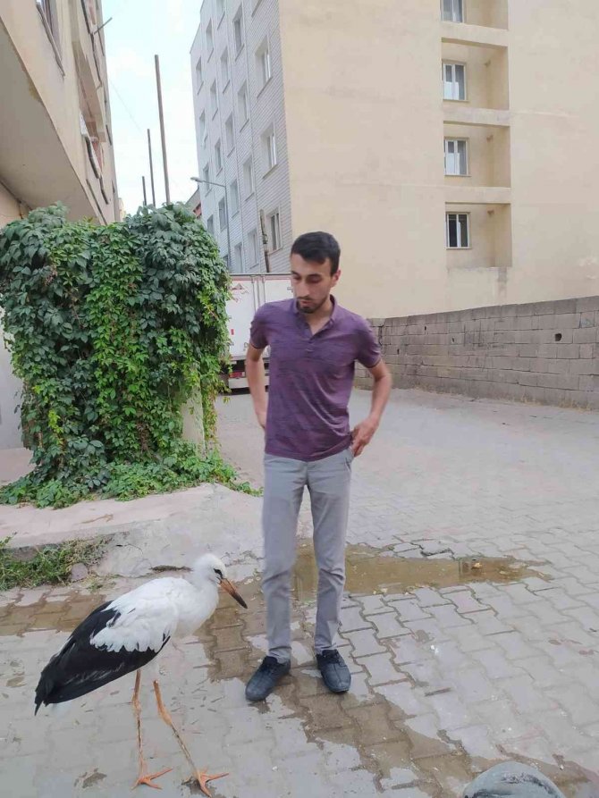 Siirt’te Tedavi Edilen Leylek Doğaya Salındı