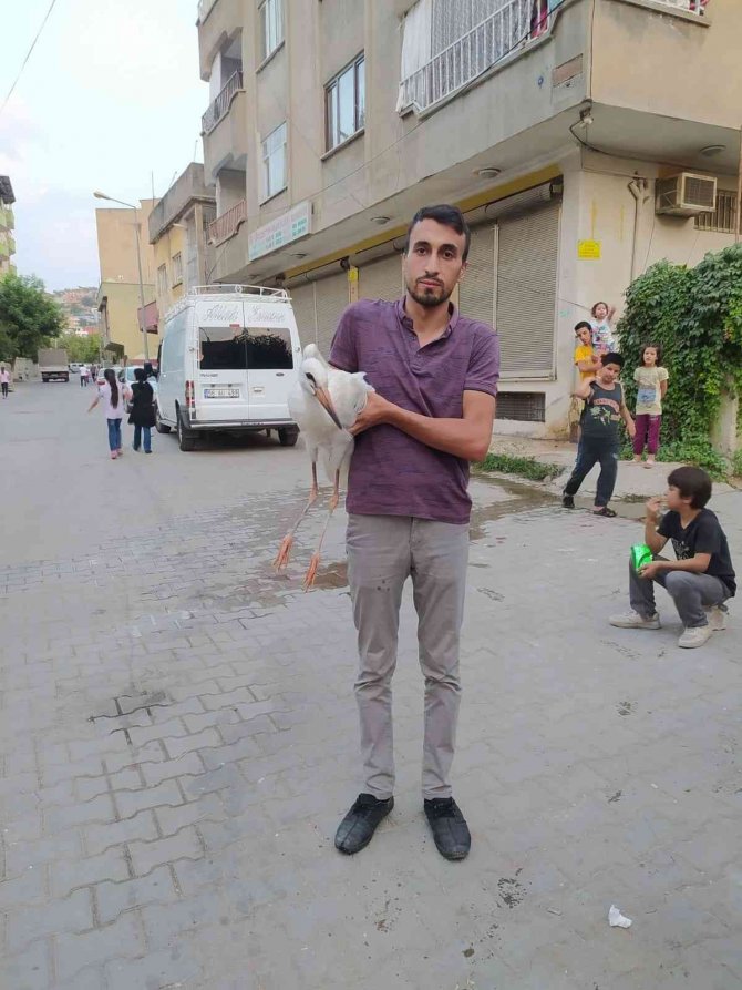 Siirt’te Tedavi Edilen Leylek Doğaya Salındı