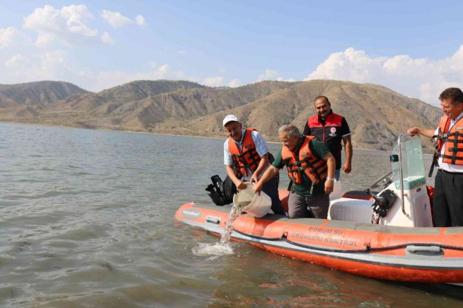 Çorum’da Baraj Ve Göletlere 900 Bin Sazan Balığı Yavrusu Bırakıldı