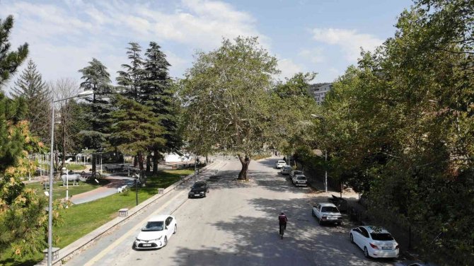 Yol Ortasında Kalan Asırlık Çınar Şehrin Sembolü Haline Geldi