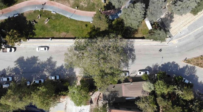 Yol Ortasında Kalan Asırlık Çınar Şehrin Sembolü Haline Geldi