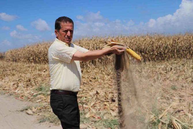 Türkiye’de İlk Kez Kumda Mısır Yetiştirildi, Rekolte Yüz Güldürdü