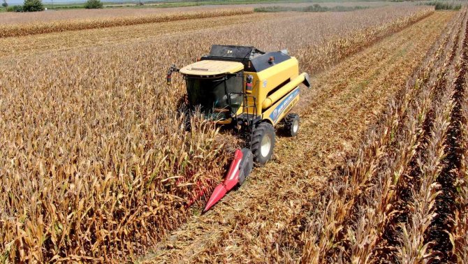 Türkiye’de İlk Kez Kumda Mısır Yetiştirildi, Rekolte Yüz Güldürdü