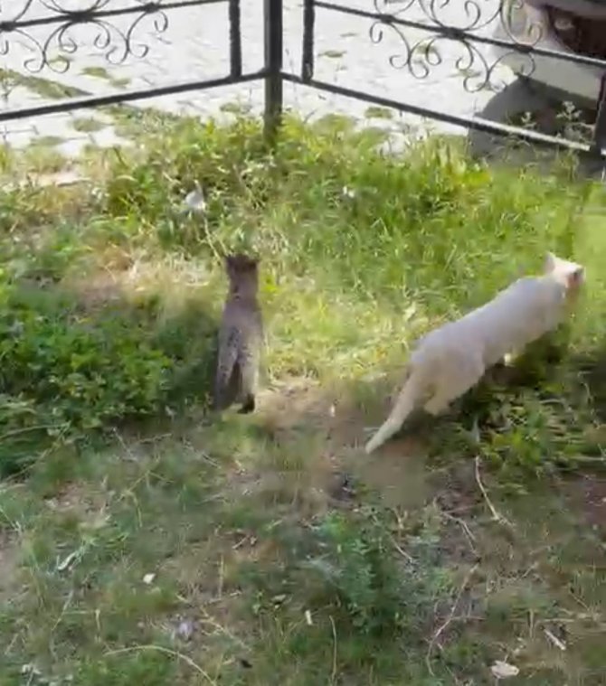 Ağaçta Mahsur Kalan Yavru Kedi Kurtarıldı