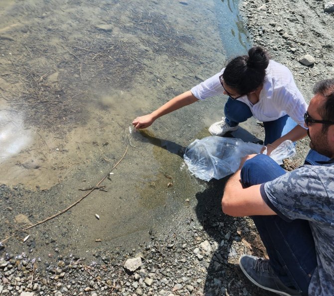 Sungurlu’da Gölete Sazan Yavrusu Bırakıldı