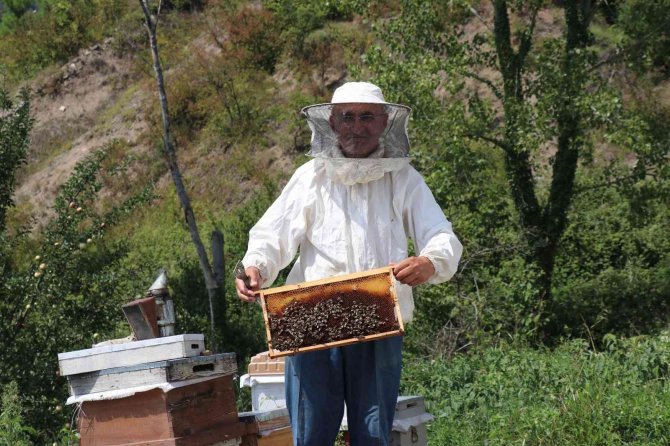 Zonguldak’ta Bal Üretimi 300 Tondan 30 Tona Düştü