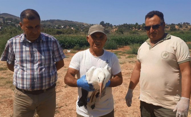 Ölmek Üzereyken Bulunan Leylek Yavrusu Sağlığına Kavuştu