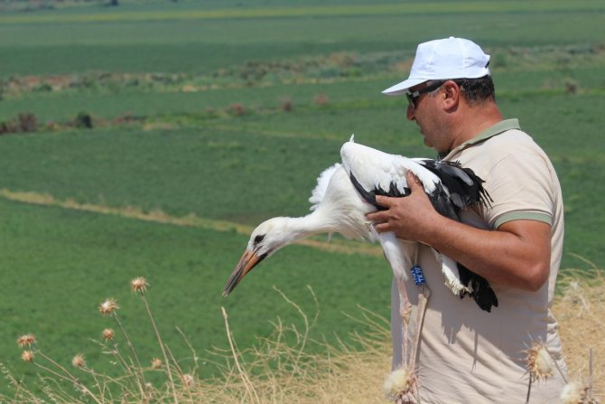 Ölmek Üzereyken Bulunan Leylek Yavrusu Sağlığına Kavuştu