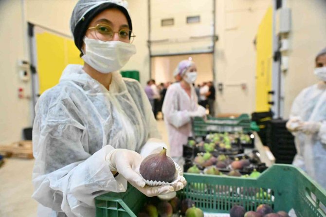 İ̇ncir Üreticisine Can Suyu