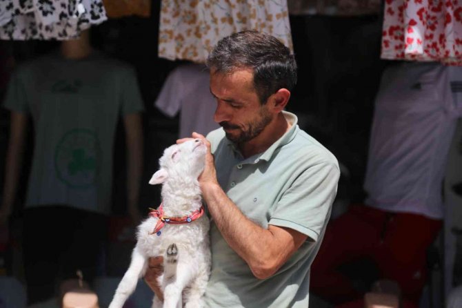 Bir Çift Ayakkabıyla Takas Ettiği Kuzu Yanından Ayrılmıyor