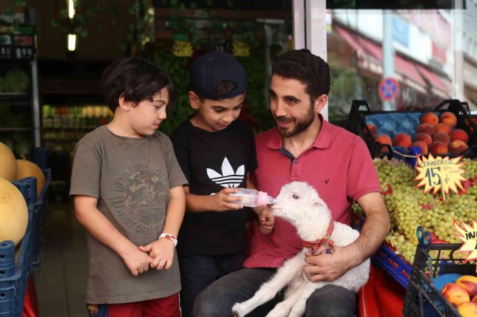 Bir Çift Ayakkabıyla Takas Ettiği Kuzu Yanından Ayrılmıyor