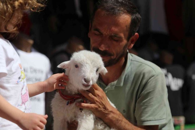 Bir Çift Ayakkabıyla Takas Ettiği Kuzu Yanından Ayrılmıyor