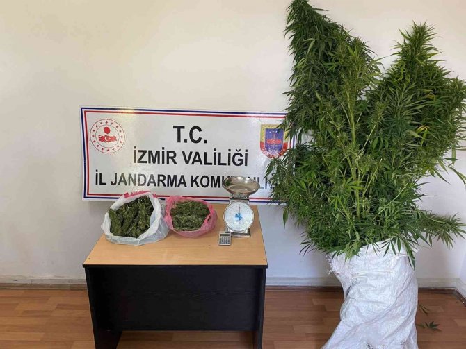 İ̇zmir’de Jandarmadan Uyuşturucu Operasyonu: 63 Şüpheliye İşlem
