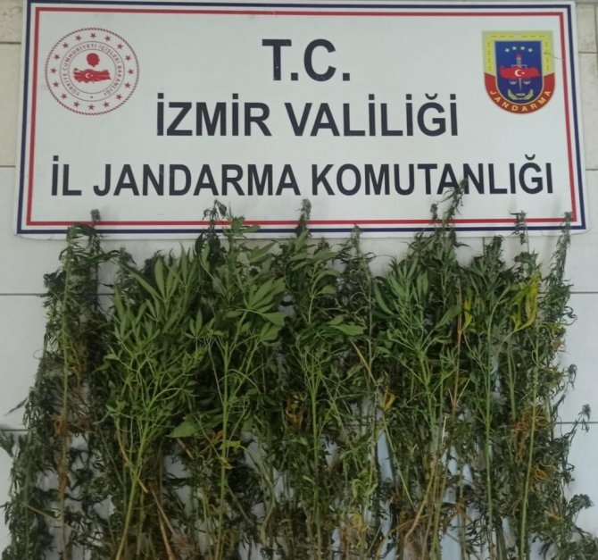 İ̇zmir’de Jandarmadan Uyuşturucu Operasyonu: 63 Şüpheliye İşlem
