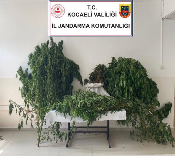 Kocaeli’de 30 Kilo Esrar Ele Geçirildi