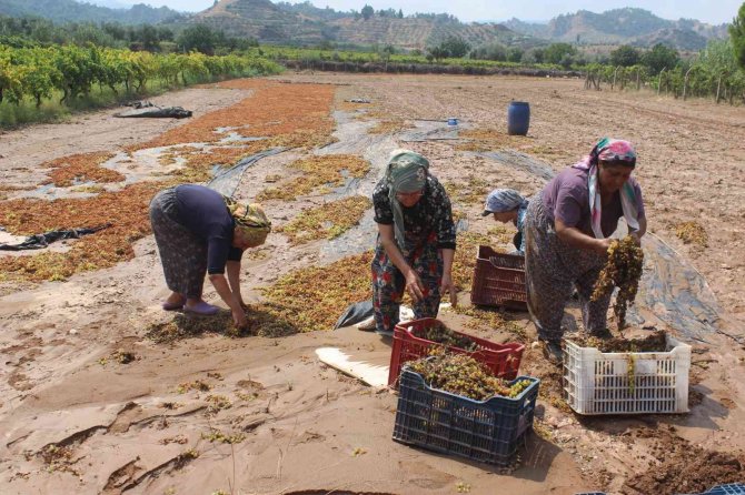 Manisa’da Tonlarca Üzümü Sel Suları Götürdü