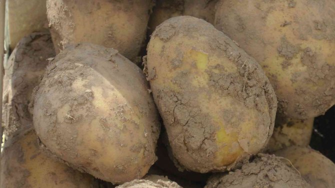 Püsi̇ad Yönetim Kurulu Başkanı Birol Güney: “Bu Yıl Türkiye’de İhtiyaç Fazlası 800-900 Bin Ton Civarında Patates Bekliyoruz”