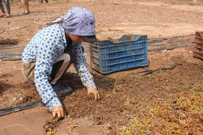 Manisa’da Tonlarca Üzümü Sel Suları Götürdü