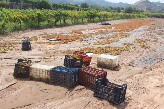 Manisa’da Tonlarca Üzümü Sel Suları Götürdü