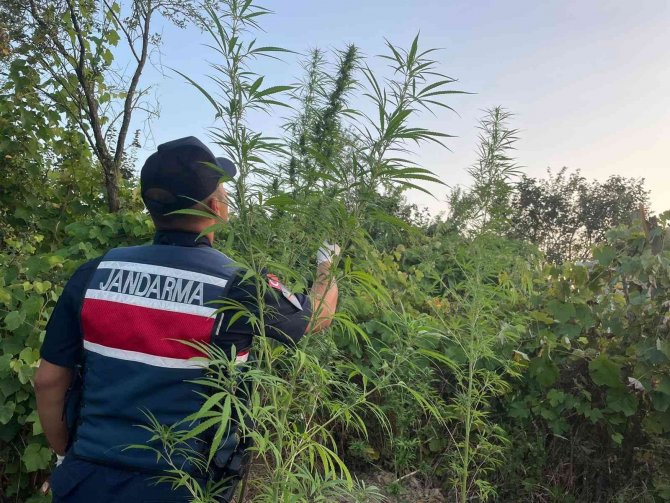 Sinop’ta Uyuşturucu Operasyonunda 2 Gözaltı