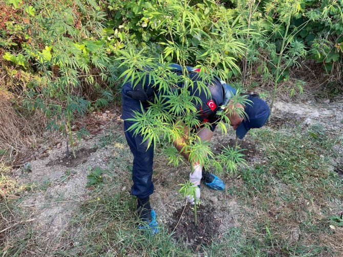Sinop’ta Uyuşturucu Operasyonunda 2 Gözaltı