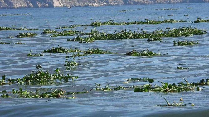 Hatay’da Su Sümbülleri, Samandağ Sahiline Yayıldı