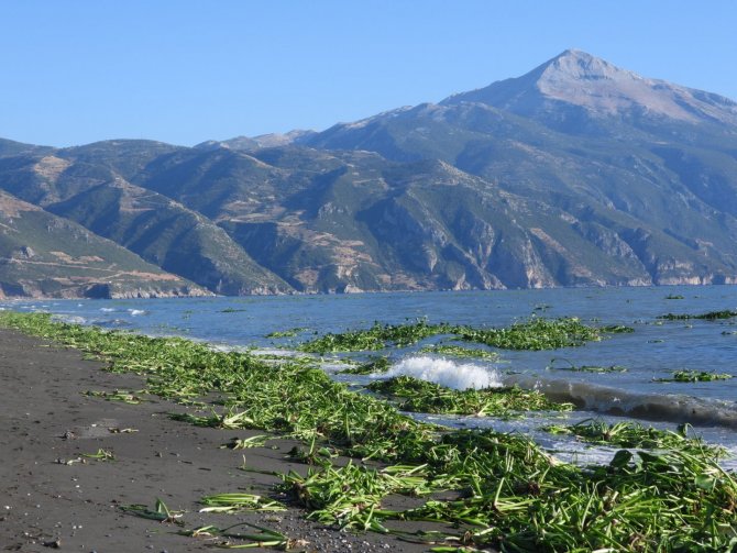 Hatay’da Su Sümbülleri, Samandağ Sahiline Yayıldı