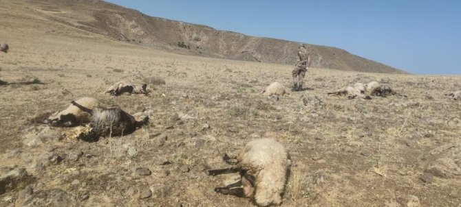Şüpheli Şahısların Otomatik Tüfeklerle Etrafa Rastgele Ateş Açmaları Sonu 20 Koyun Telef Olurken, 20 Koyun Da Yaralandı