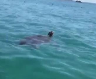 Uzmanından Caretta Carettayla İlgili Rahatlatan Açıklama