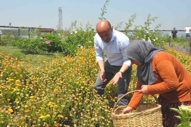 Altınova’da "Üretmek Bizden Şifa Bitkilerden Projesi" Kadınlara Gelir Kapısı Olacak