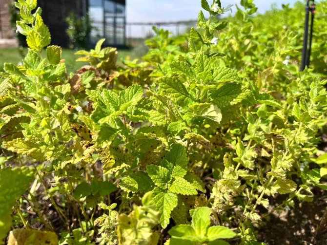 Altınova’da "Üretmek Bizden Şifa Bitkilerden Projesi" Kadınlara Gelir Kapısı Olacak