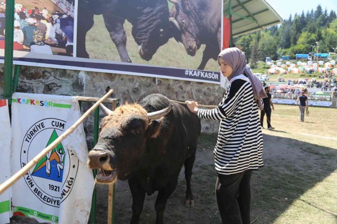 Türkiye Boğa Güreşleri Şampiyonası Kafkasör Yaylasında Nefes Kesti