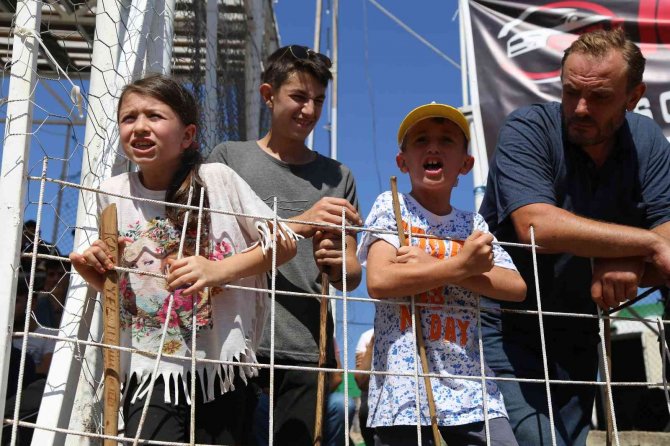 Türkiye Boğa Güreşleri Şampiyonası Kafkasör Yaylasında Nefes Kesti