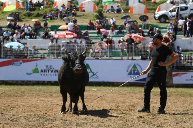 Türkiye Boğa Güreşleri Şampiyonası Kafkasör Yaylasında Nefes Kesti