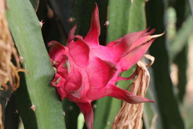 Alanya’da Ejder Meyvesi Üretimi Yıldan Yıla Artıyor
