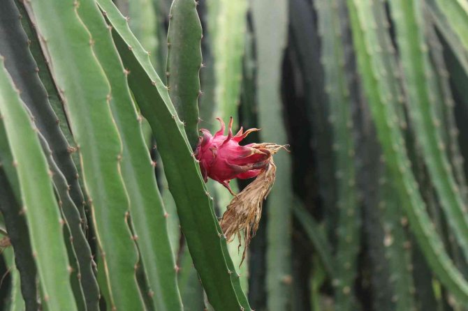 Alanya’da Ejder Meyvesi Üretimi Yıldan Yıla Artıyor