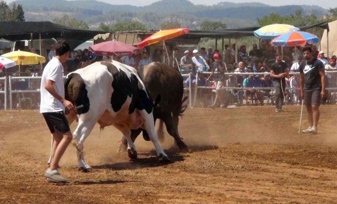 Boğalar Mahallenin İhtiyaçları İçin Güreşti