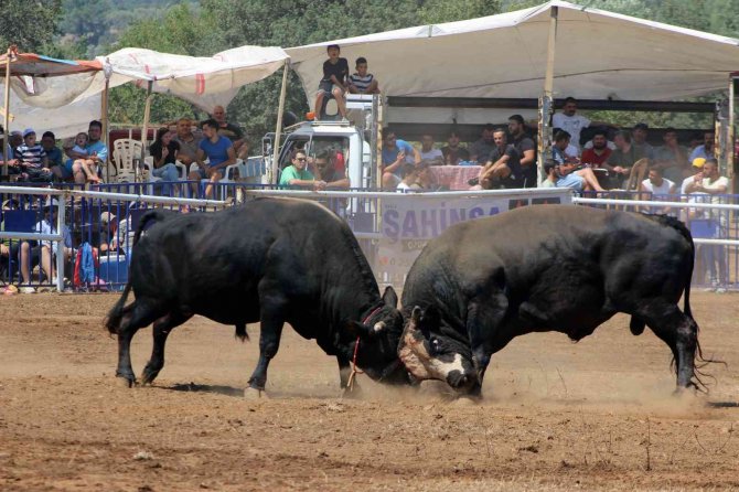 Boğalar Mahallenin İhtiyaçları İçin Güreşti