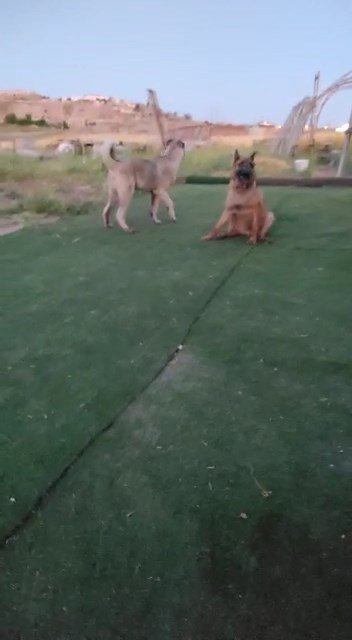 Elazığ’da Vahşet, Köpeği 7 Yerinden Bıçaklayıp Öldürdüler