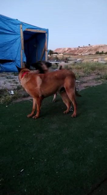 Elazığ’da Vahşet, Köpeği 7 Yerinden Bıçaklayıp Öldürdüler