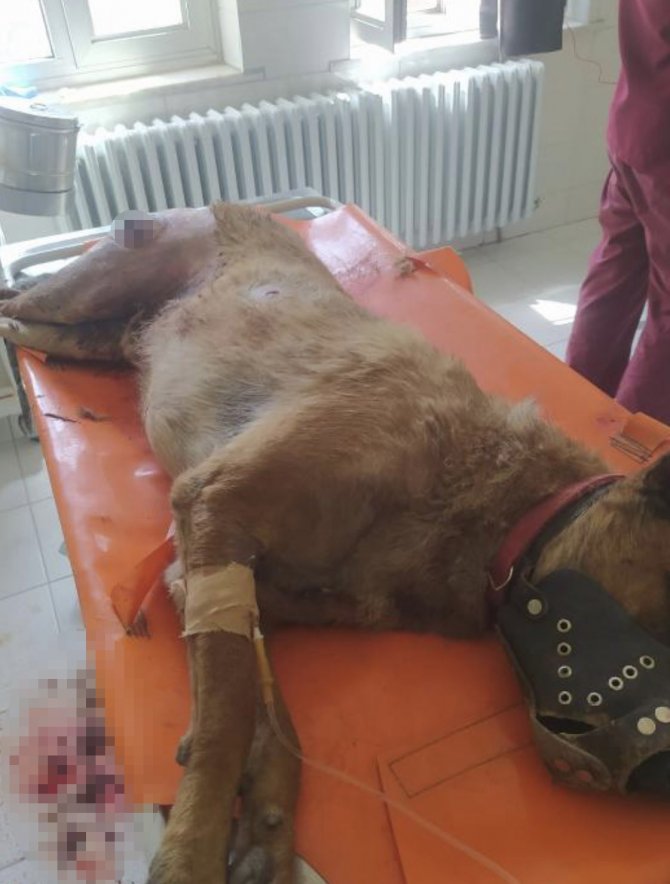 Elazığ’da Vahşet, Köpeği 7 Yerinden Bıçaklayıp Öldürdüler