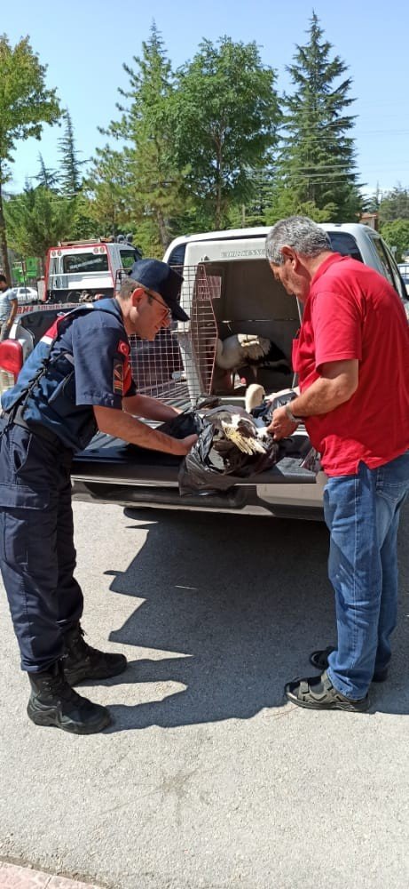 Jandarmanın Bulduğu Yaralı Leylek Tedavi Altına Alındı